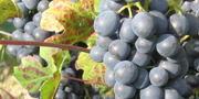 Uva Barbera
